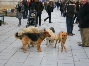 Sarajevo, psi