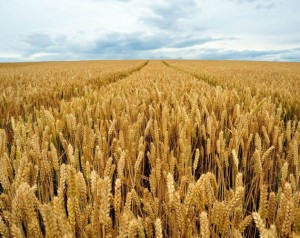 hrana, pšenica