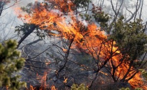 požar, šuma, BiH, bih-x.info