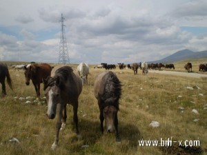 Livanjski divlji konji 
