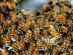 pčelarstvo