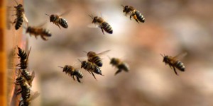 pčele, med