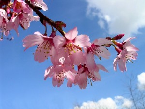 cvijet trešnje