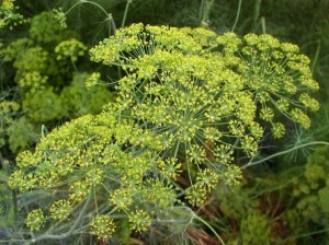 Kopar, biljka, zdravlje