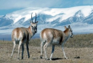 Kazahstan, antilopa