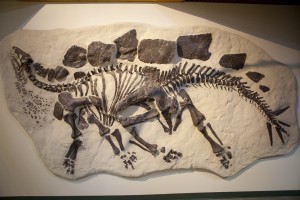 fosil, dinosaur