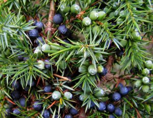 Borovica, Juniperus communis