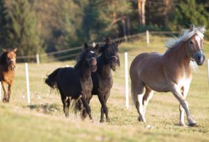  Jablanica, ergela, bosanski brdski konj