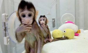 klonirani majmuni, Kina