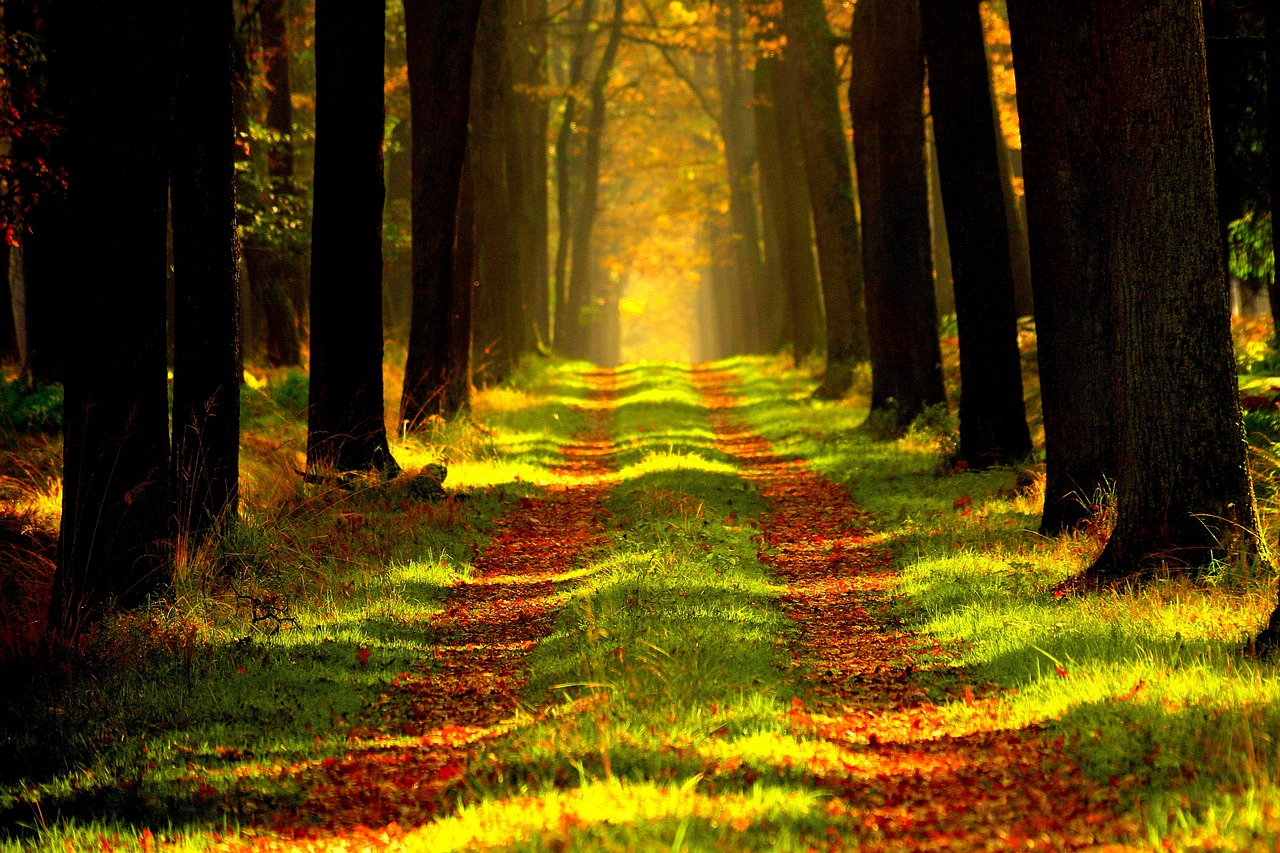 šuma, pixabay