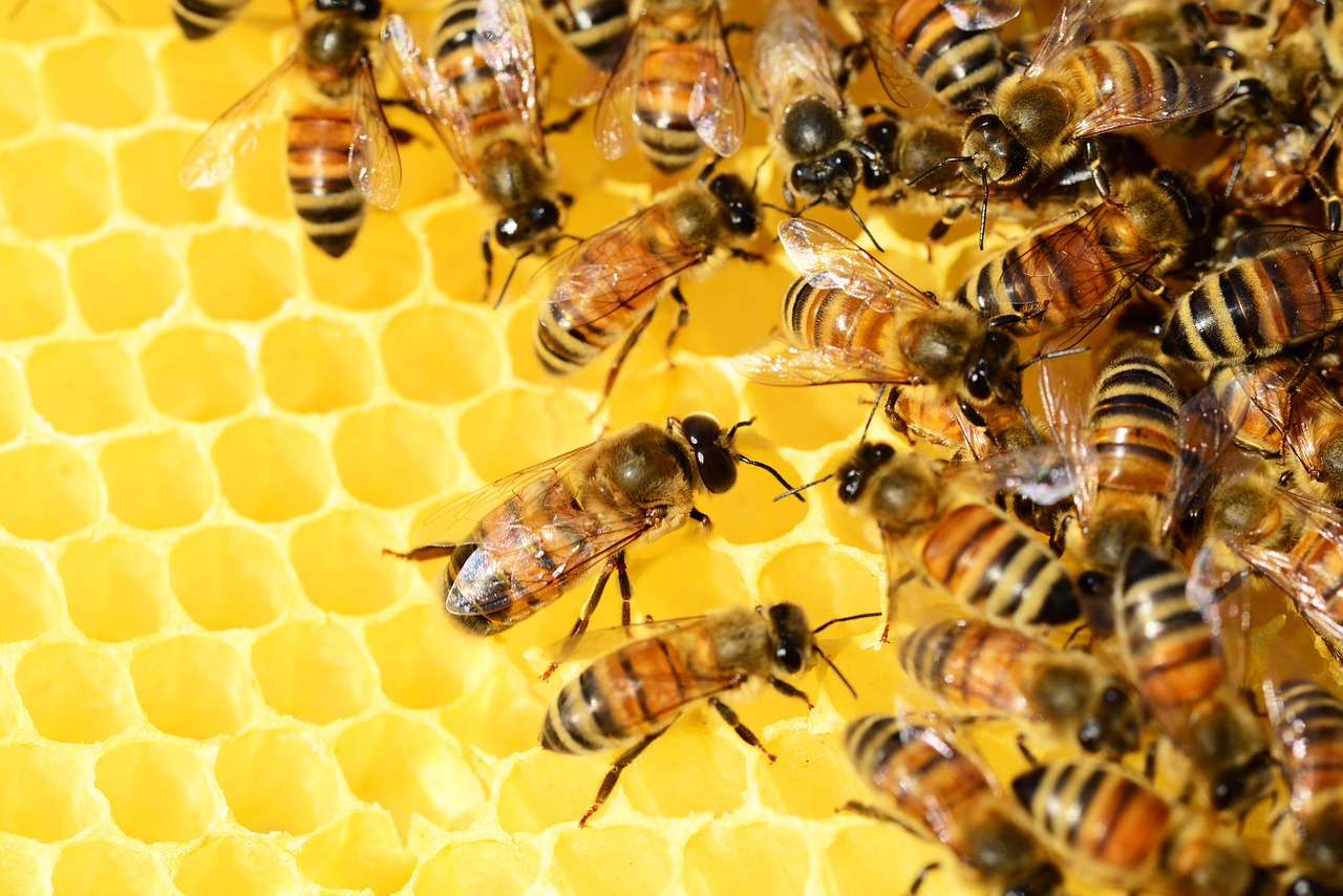 Med, pčele, pixabay